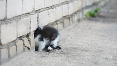 Stray kittens hiding in their shelter