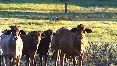 Beef cattle