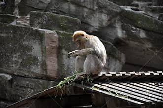 Barbary Ape Sitting On Roof