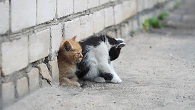 Stray kittens hiding in their shelter