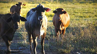 Beef cattle close up