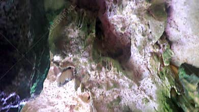 Limestone rock formations stalactites stalagmites cave Ko Hong Island Thailand