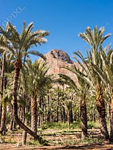 Palm Tree Garden Mountain Backdrop