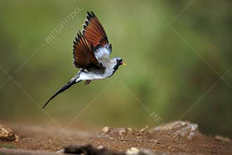 Namaqua Dove in Greater Kruger National park, South Africa