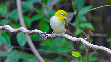 Chestnut-flanked White-eye
