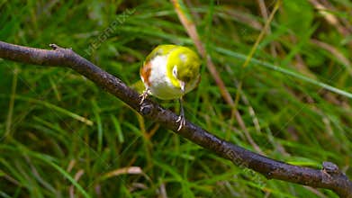 Chestnut-flanked White-eye