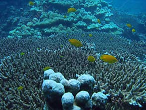 Marine life