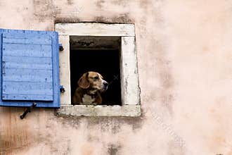 Sad dog