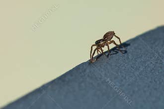 Brown Jumping Spider Walking on a Balustrade