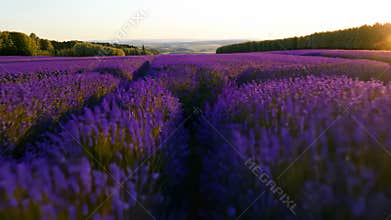 Walking Through Lavender Field At Golden Hour In Provence France