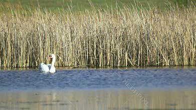 Mute swan (Cygnus olor). A white swan swims in a pond against a background of golden reeds. Slow motion