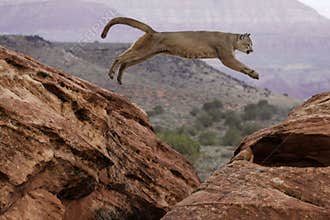 Mountain Lion Jumping