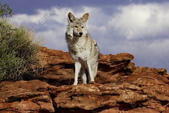 Coyote