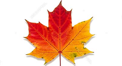 Vibrant autumn maple leaf isolated on white backdrop
