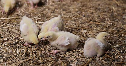 young broiler chickens at a large poultry farm