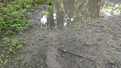 stagnant pool of rainwater along the diminishing perspective rural pathway into the rural countryside