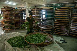 Taiwan's Chiayi City, Long Misato territory of a tea factory workers are hanging Oolong tea (tea first process: dry tea)