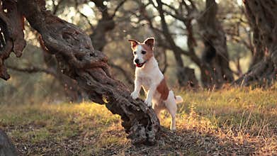 Jack Russell Terrier standing on log between trees