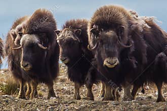 Musk Oxen