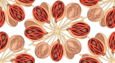 Seamless Pattern of Nutmeg Fruit and Seed with Aril