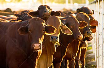Cattle in yards