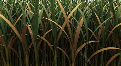 A dense field of tall green and yellow grass blades growing closely together