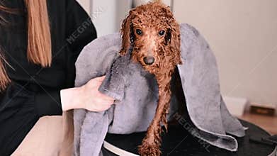 absorbent towel wrap for grooming pets after shower, soft towel technique for drying white and brown dogs gently