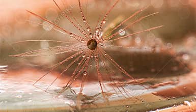 Macro shot of water droplets on dandelion seed threads