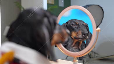 Curious dachshund facing a mirror in home setting observing its reflection