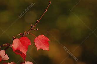 Red maple leaves in autumn