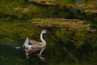A bird swimming in a swamp