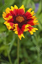 A garden flower colored red and yellow