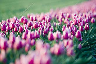 Tulips