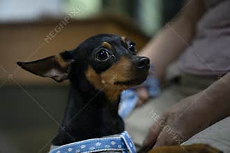 Miniature pinscher in the park. Selective focus. Shorthair.
