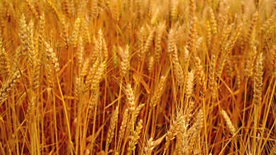 Wheat field. Golden wheat ears in agricultural cultivated field.