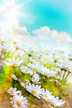 Art high light summer flowers Natural background