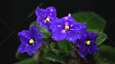 Deep Violet African Violets with Dew Drops on a black Background