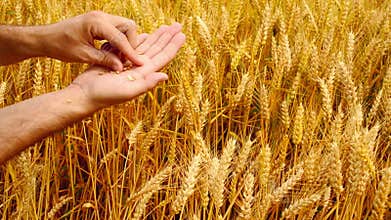Male farmer hands in wheat field.