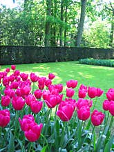 Tulips garden