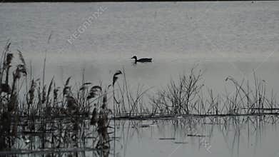 Video of waterfowl in spring