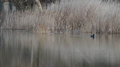 Video of waterfowl in spring