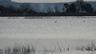 Video of waterfowl in spring