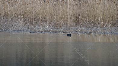 Video of waterfowl in spring