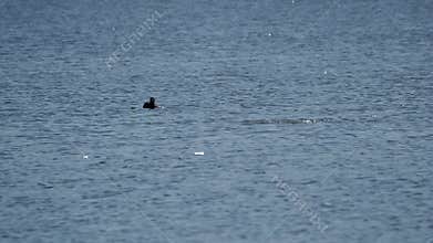 Video of waterfowl in spring