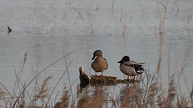 Video of waterfowl in spring