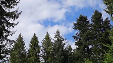 Beautiful clouds in a pine forest