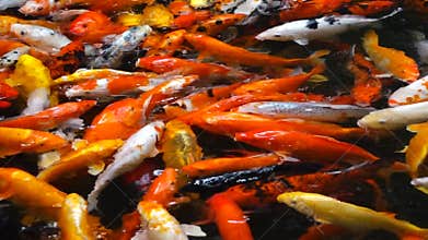 Colorful fish