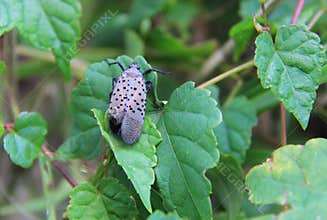 Close-up of a spotted lanternfly sitting on green leaves.