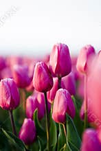 Tulip