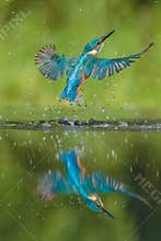 Kingfisher